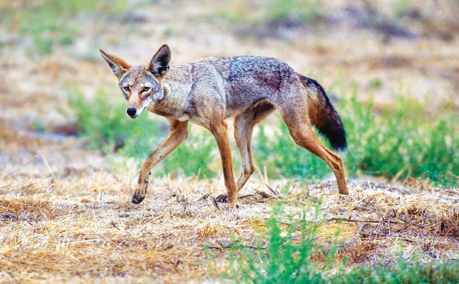 Suburban Wildlife: Tips for Peaceful Coexistence